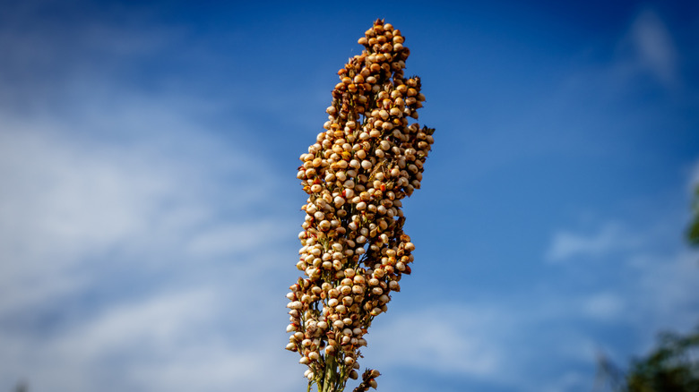 Sorghum plant in nature