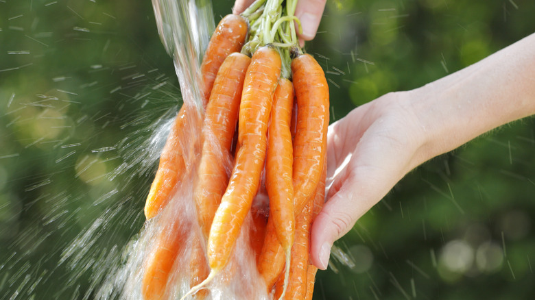 Full-sized carrots being rinsed