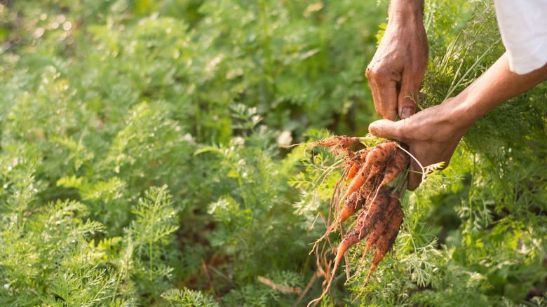 Carrots being harvested