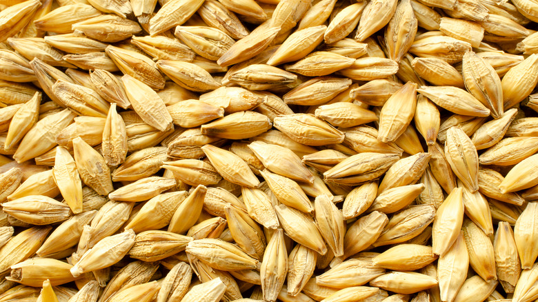 Overhead close up shot of a pile of barley grains