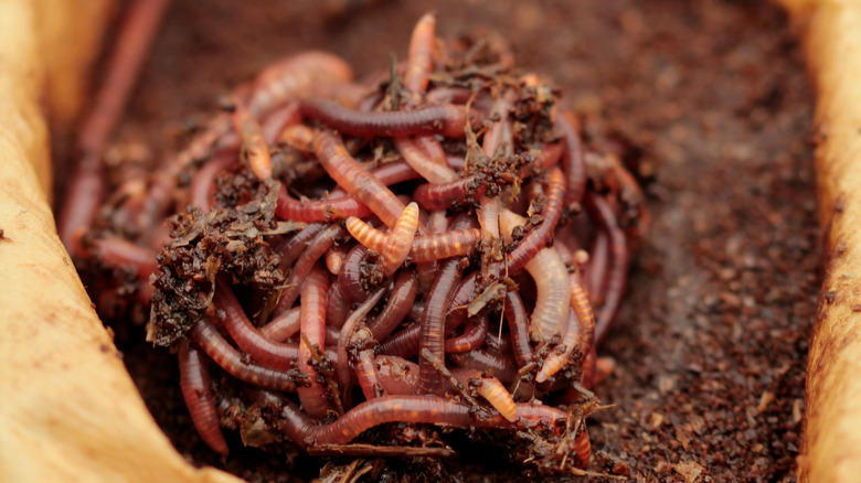 Earthworms in coffee grounds mix