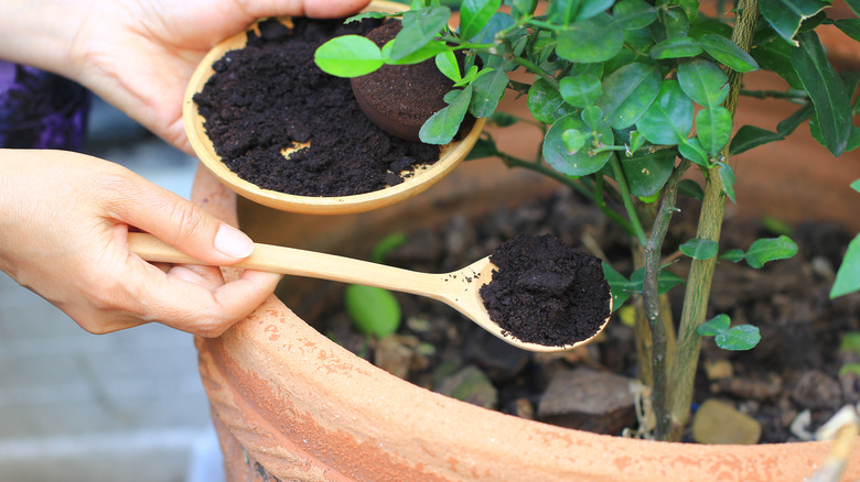 Adding coffee grounds to plant