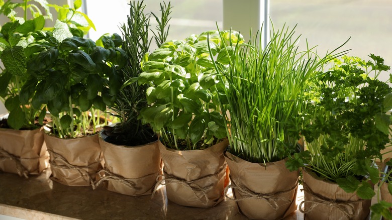 rosemary and basil on windowsill