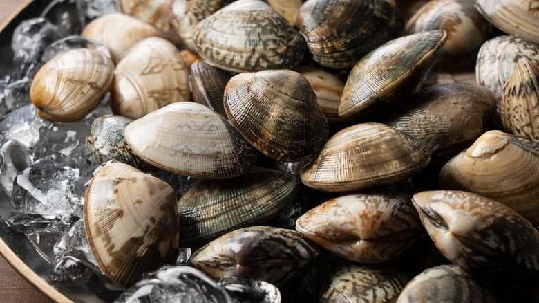 10 Different Types Of Clams And How To Serve Them 1694110473 