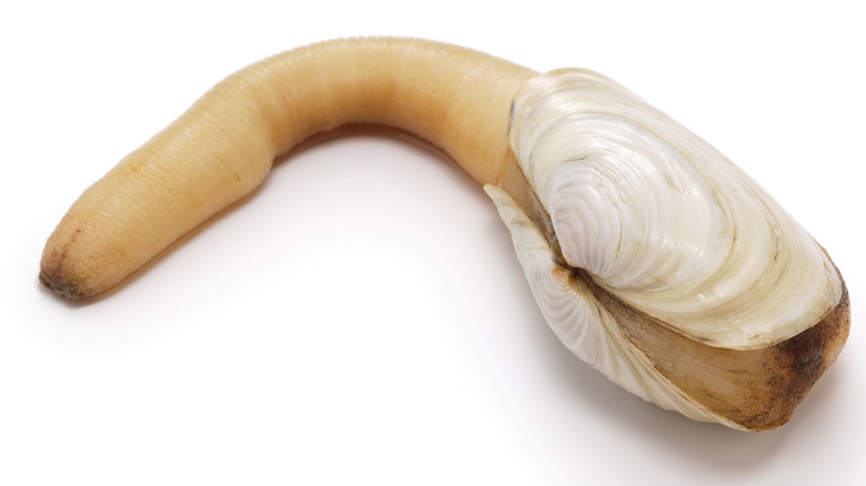 Geoduck clam on white plate 