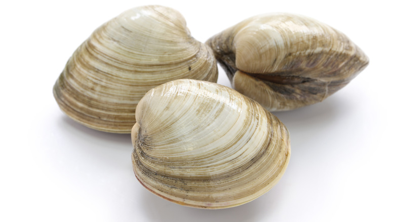 Three tans clams on white background