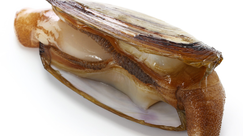 Closeup of Pacific razor clam