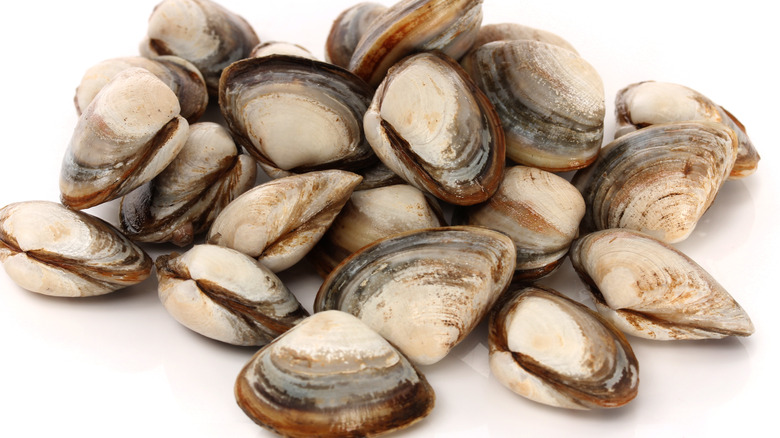 Stacked beige clams on white background