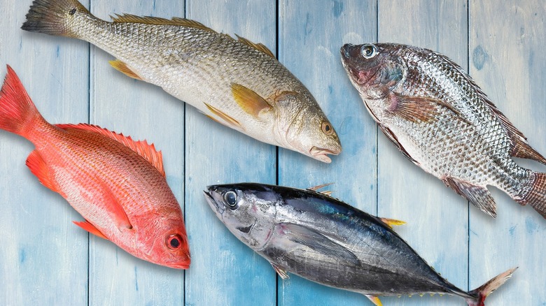 Composite image featuring several notably expensive fish