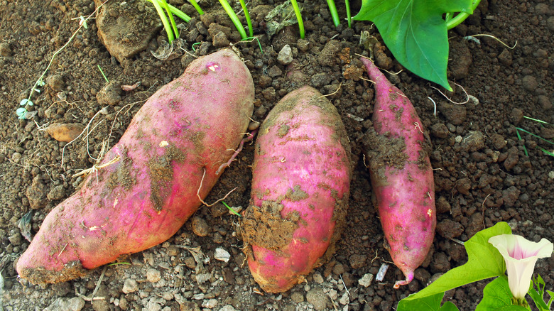 purple sweet potatoes in dirt