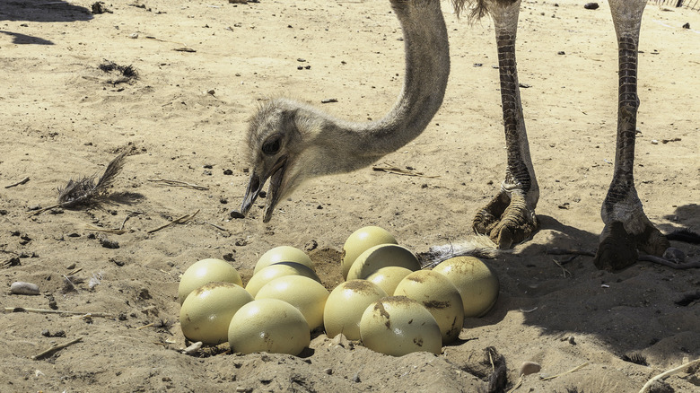 Ostrich watching over eggs