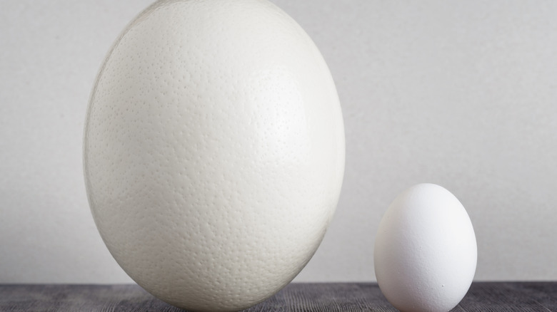 Ostrich egg beside chicken egg