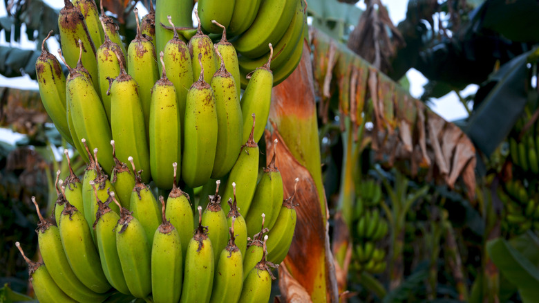 plantains growing on tree