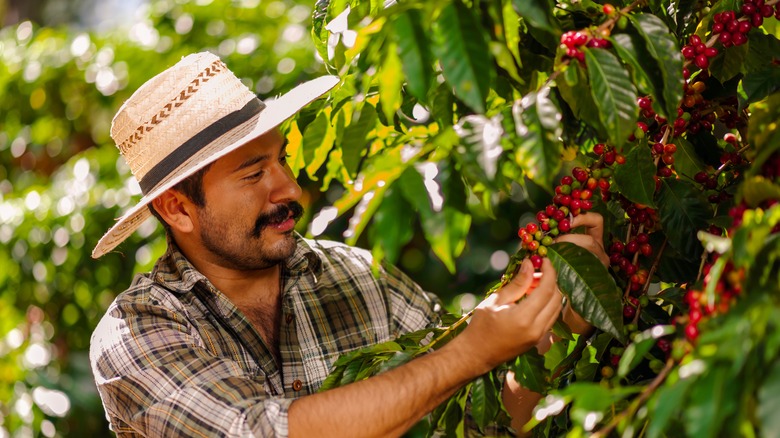 Man picking Arabica coffee beans