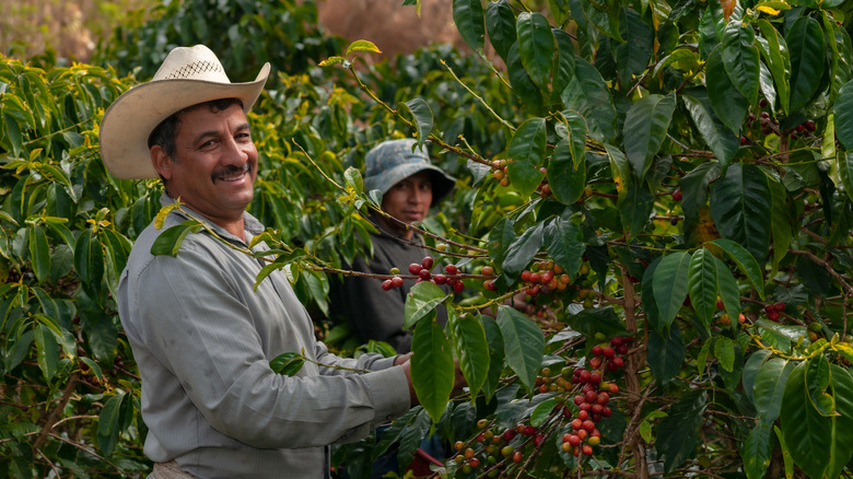Happy farmer picking coffee cherries
