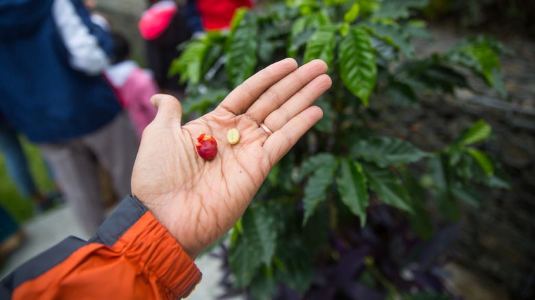 Coffee berry from Hacienda Alsacia