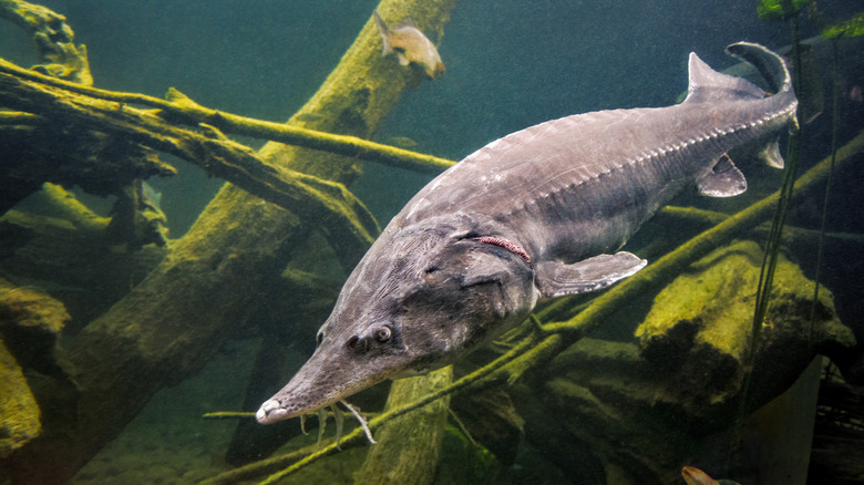 Beluga sturgeon swimming in a lake