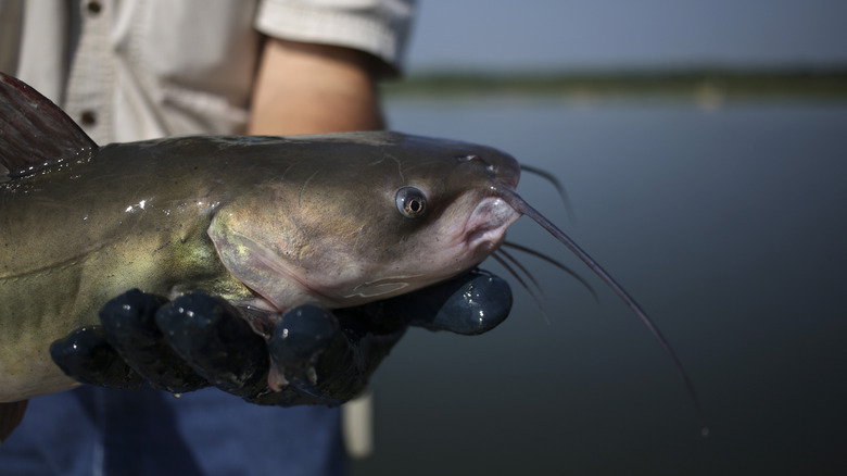 Person holding a catfish outside by a pond