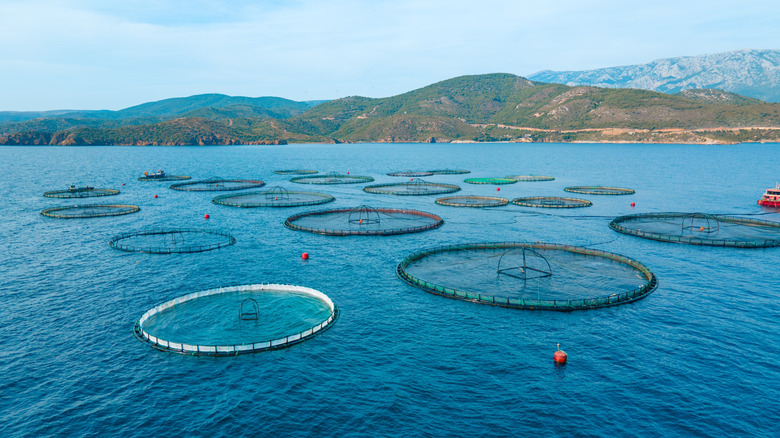 Aerial view of fish farm nets in the water