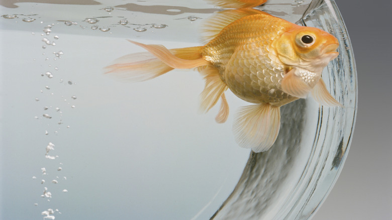 Goldfish swimming in a fishbowl