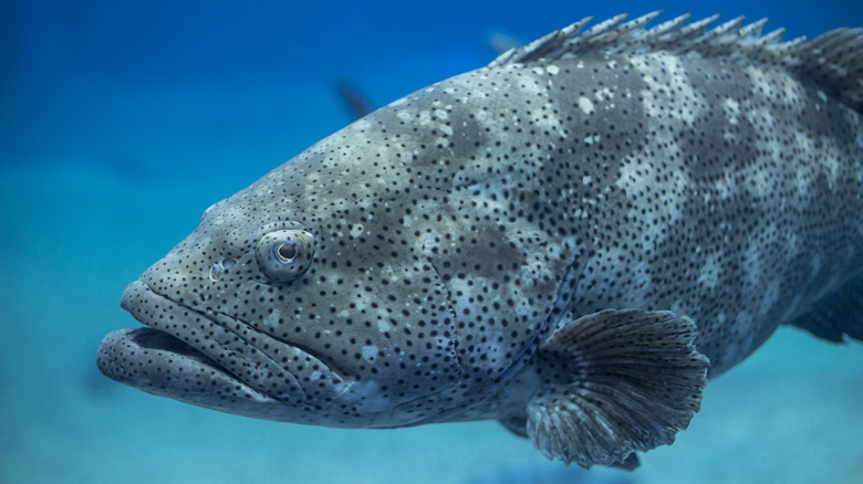 Goliath grouper swimming in clear waters