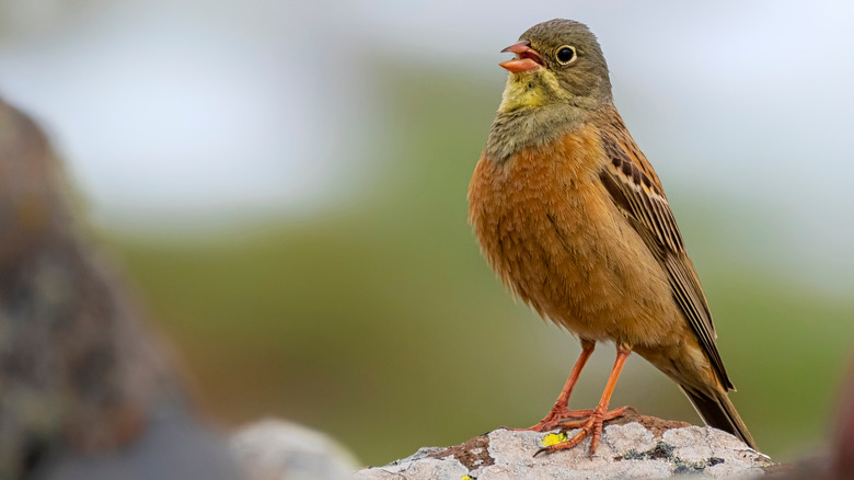 ortolan bunting on stone