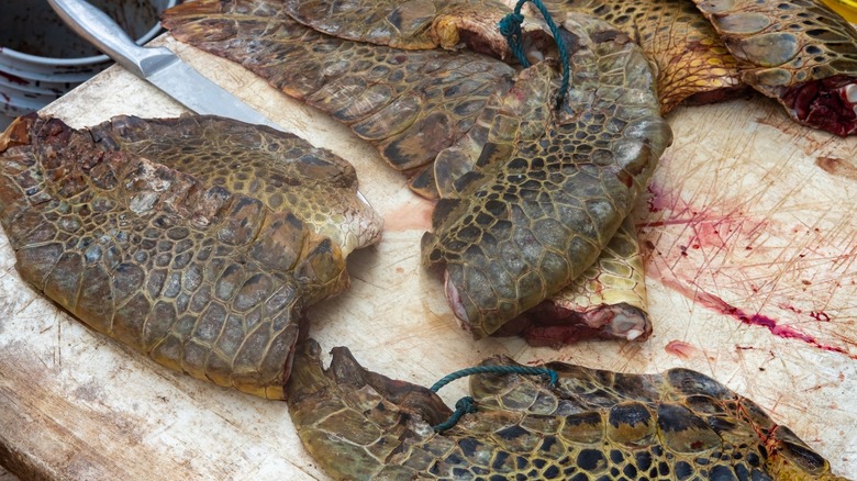 Butchered sea turtle fins