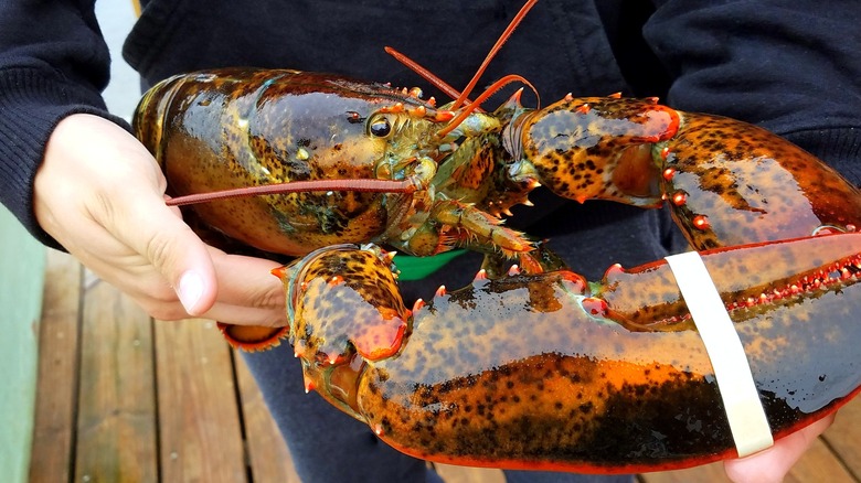 Maine lobster with large claws