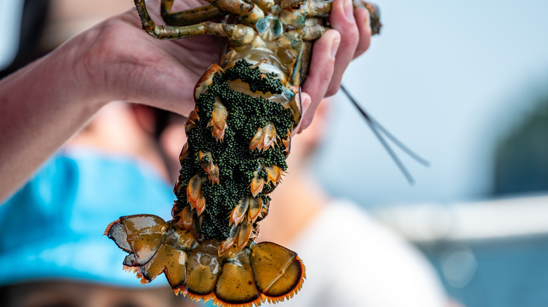 Egg-bearing female lobster