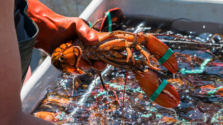 Lobster fisher holding live lobster