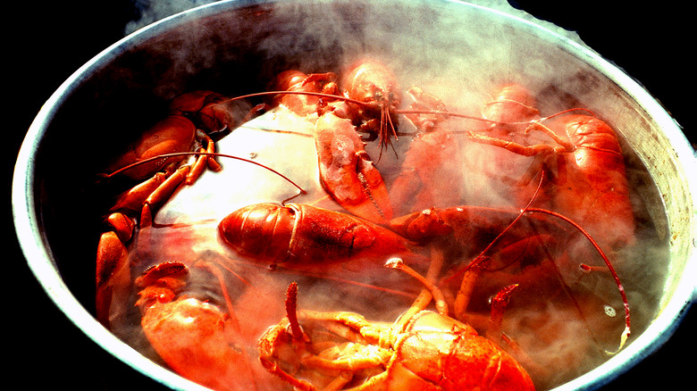 Pot of lobsters boiling