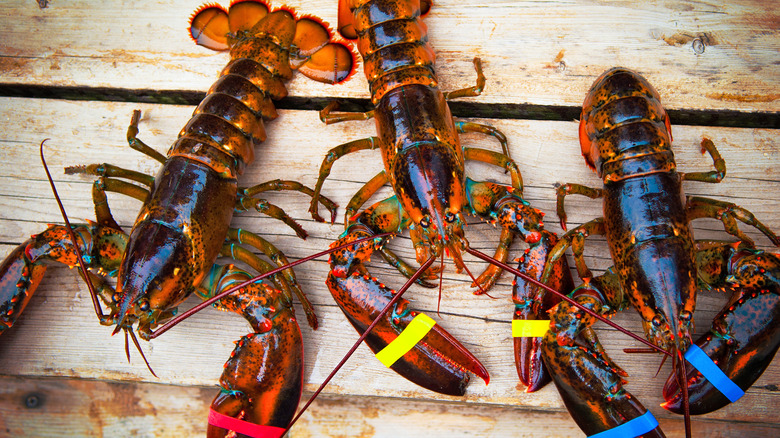 Three lobsters with banded claws