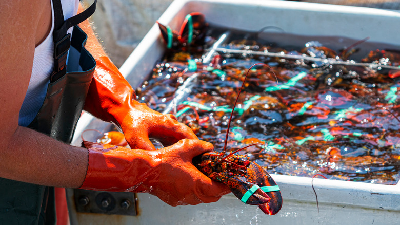 live lobster in fishmonger's hands 