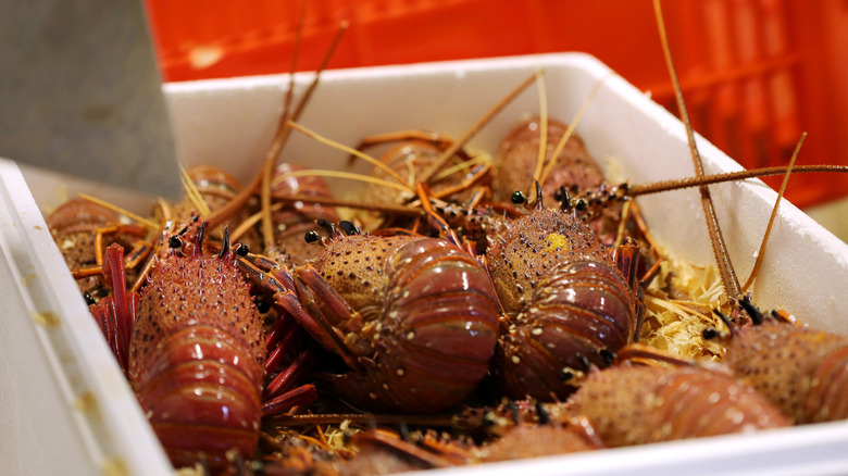 live lobsters in polystyrene box