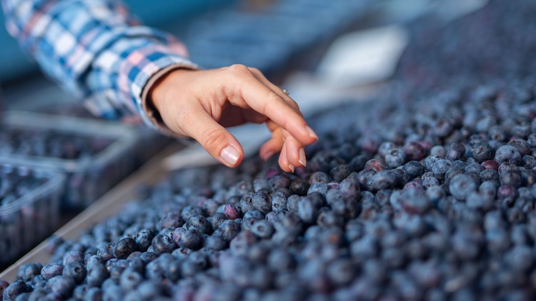hand selecting fresh blueberries