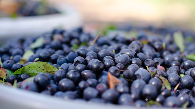 basket of fresh blueberries