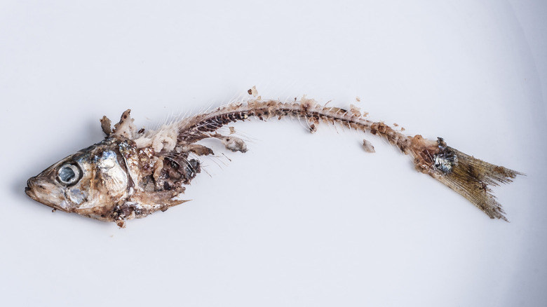 sardine bones on plate