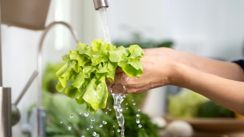 washing salad leaves