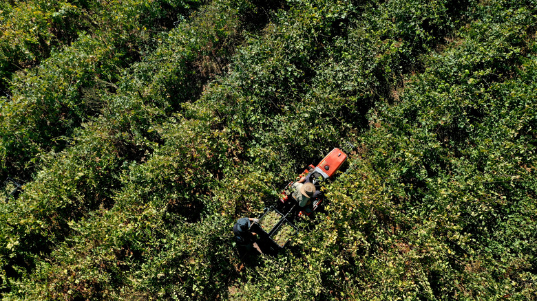 vineyard harvest