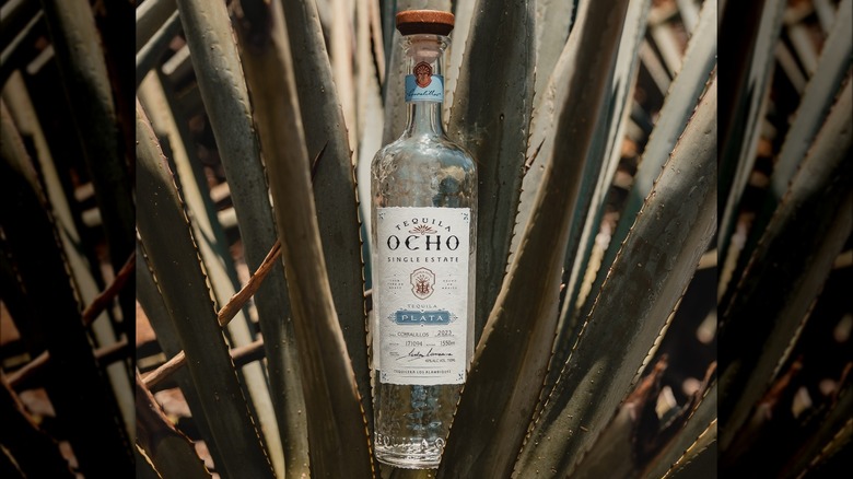 Tequila Ocho bottle, agave plant