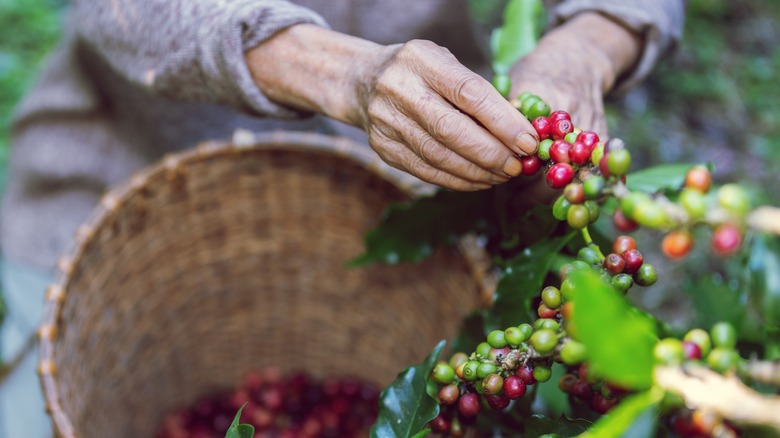 Farmer harvesting coffee