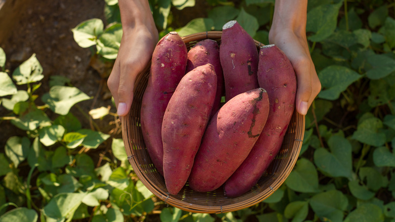 sweet potatoes in basket