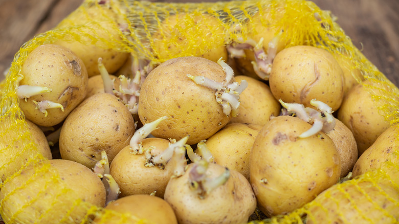 potatoes with sprouts in bag 