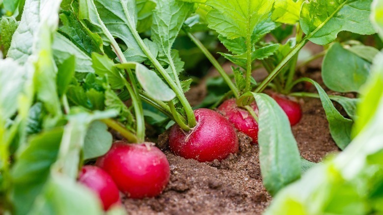 Close up of radishes in soil