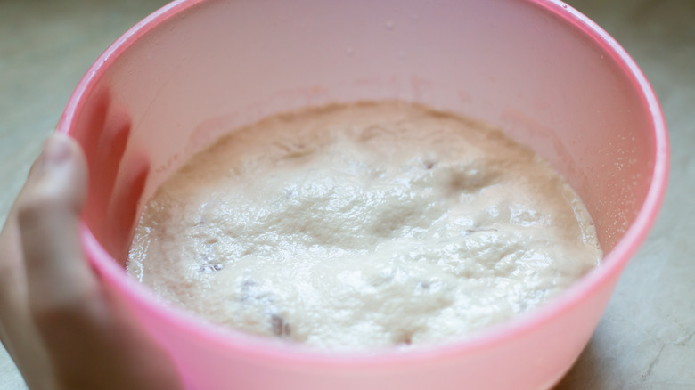 yeast starter bowl