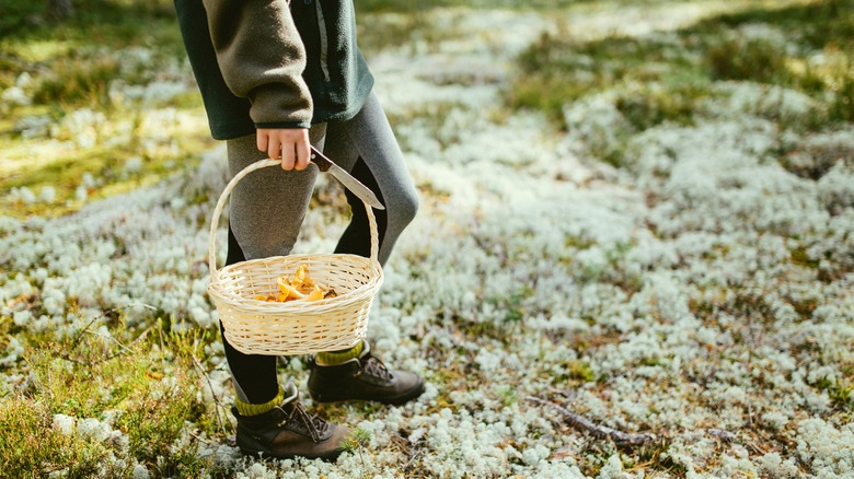 Person holding basket of mushrooms and foraging knife