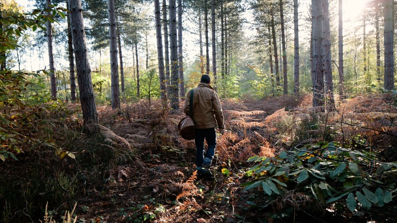 Forager with basket in a forest