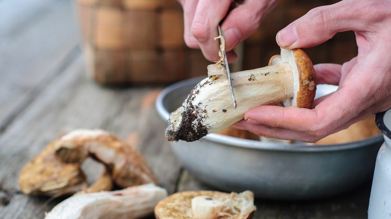 Cleaning foraged mushroom with knife