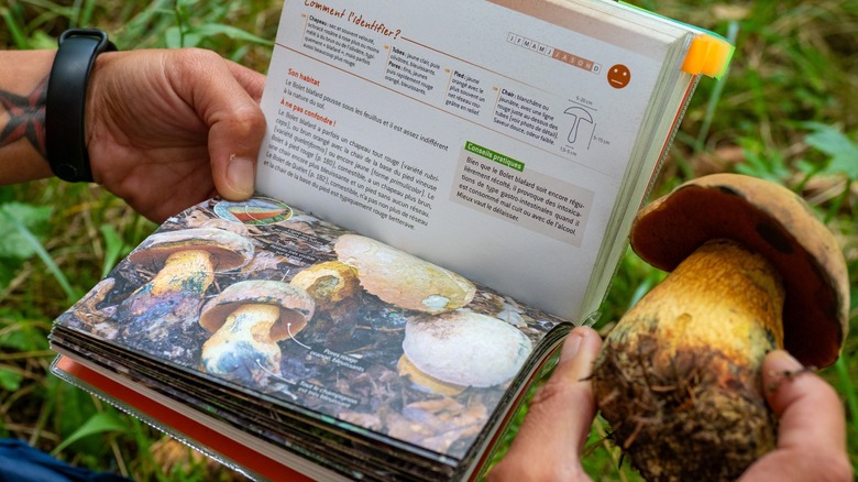 Identifying wild mushroom with a field guide