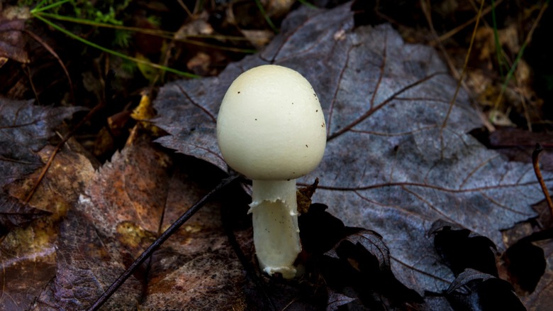 Death angel mushroom (Amanita ocreata)